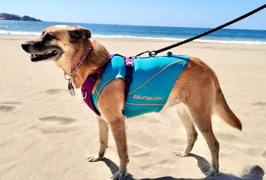 Capa solar para perros detalle